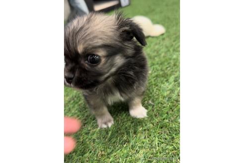 成約済の福岡県のミックス犬-237324の2枚目