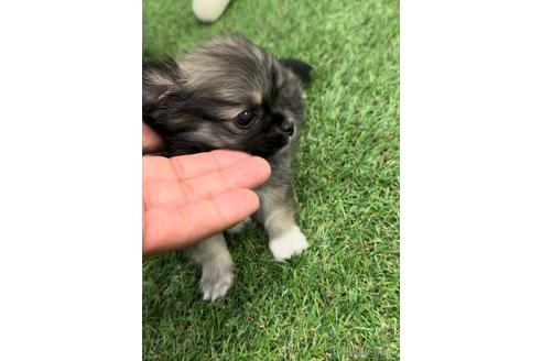 成約済の福岡県のミックス犬-237324の3枚目