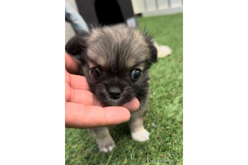 成約済の福岡県のミックス犬-237324