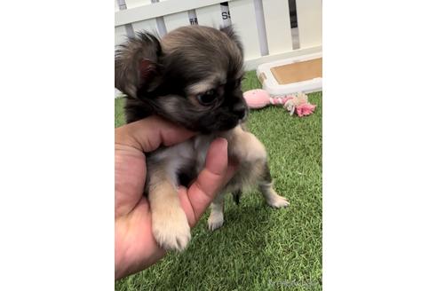 成約済の福岡県のミックス犬-237324の5枚目