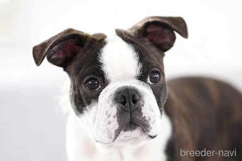 成約済の京都府のボストンテリア-241636の1枚目