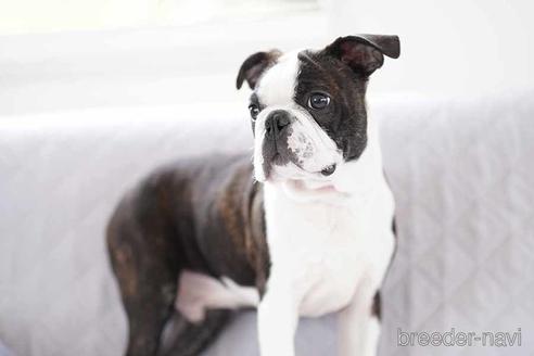 成約済の京都府のボストンテリア-241636の2枚目