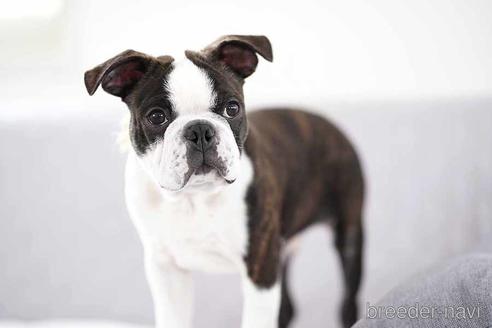 成約済の京都府のボストンテリア-241636の3枚目