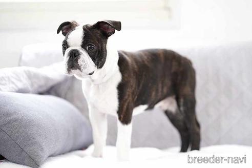 成約済の京都府のボストンテリア-241636の4枚目