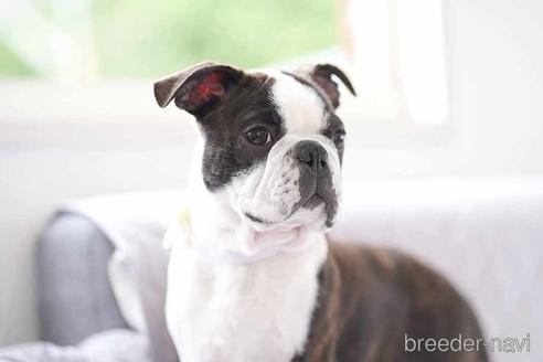 成約済の京都府のボストンテリア-241636の5枚目