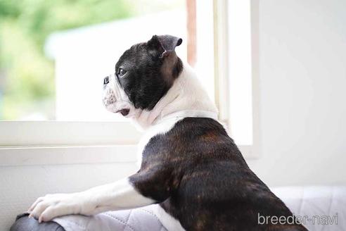 成約済の京都府のボストンテリア-241636の6枚目