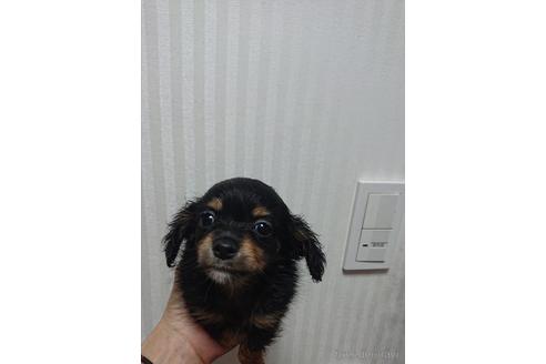 成約済の愛知県のミックス犬-233482の8枚目