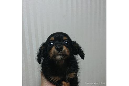 成約済の愛知県のミックス犬-233482の7枚目