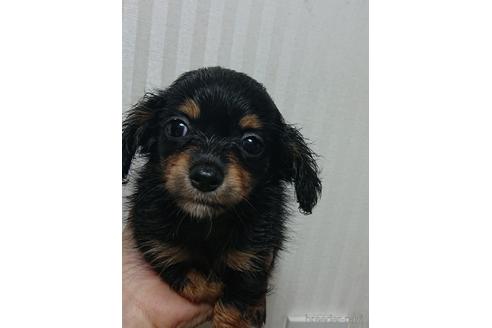 成約済の愛知県のミックス犬-233482の6枚目