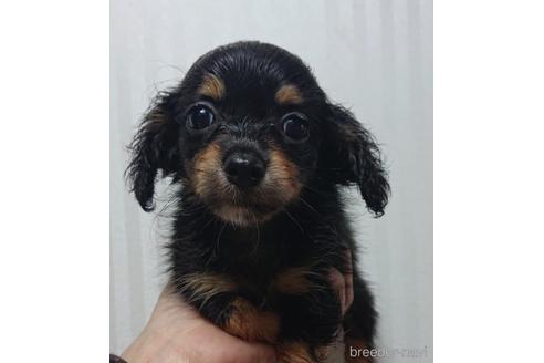 成約済の愛知県のミックス犬-233482の5枚目