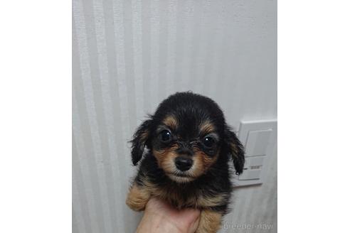 成約済の愛知県のミックス犬-233484の15枚目