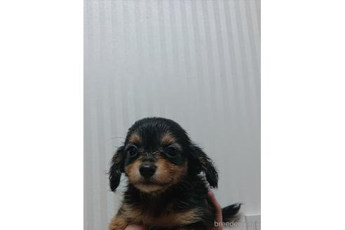 成約済の愛知県のミックス犬-233484の13枚目