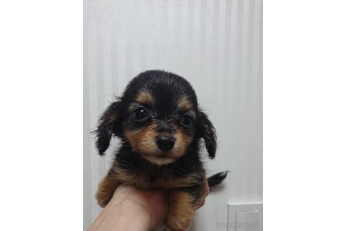 成約済の愛知県のミックス犬-233484の11枚目