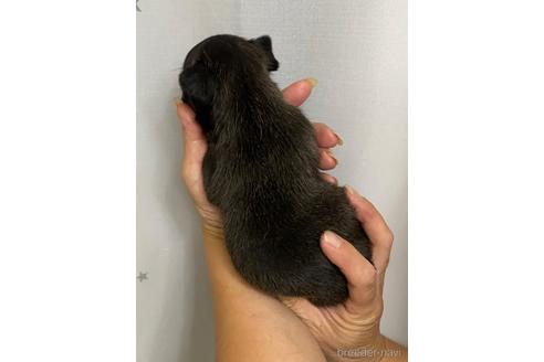 成約済の愛媛県のフレンチブルドッグ-242357の7枚目