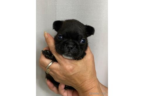 成約済の愛媛県のフレンチブルドッグ-242357の8枚目