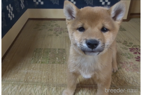 成約済の佐賀県の豆柴-239599の2枚目