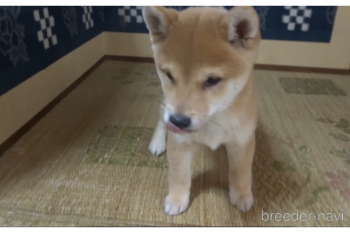 販売中の佐賀県の豆柴-239600