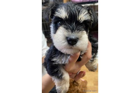成約済の静岡県のミニチュアシュナウザー-242400の1枚目