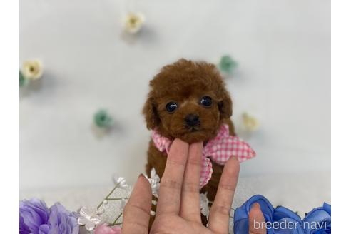 販売中の香川県のティーカッププードル-242413