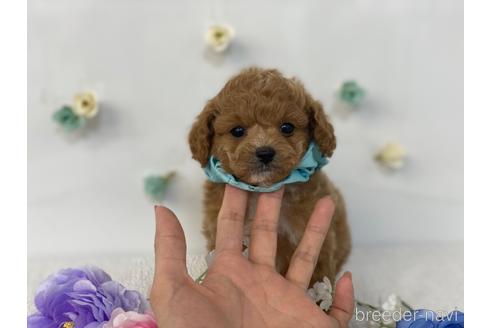 販売中の香川県のミックス犬-241620