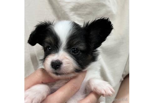 成約済の埼玉県のパピヨン-238202の26枚目