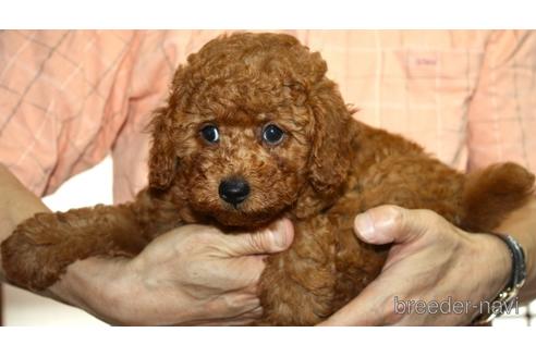 成約済の福岡県のトイプードル-242441の2枚目
