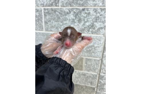 販売中の山梨県のオーストラリアンシェパード-242453