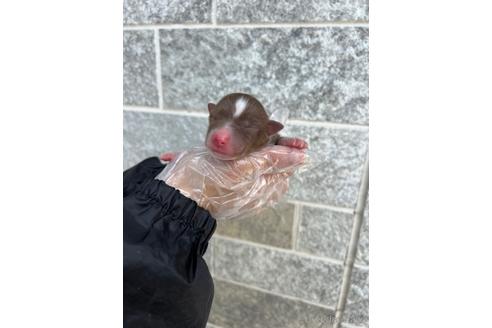 成約済の山梨県のオーストラリアンシェパード-242453の21枚目