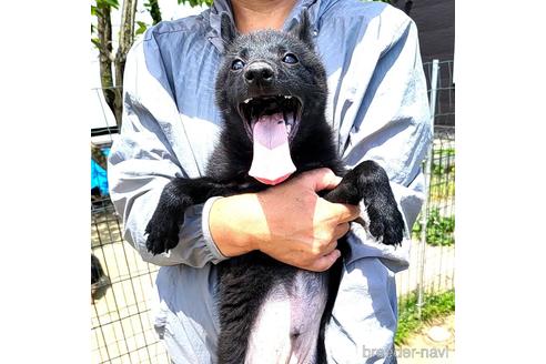 販売中の茨城県のスキッパーキ-235885