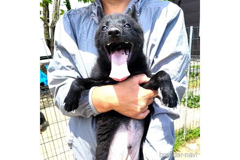 成約済の茨城県のスキッパーキ-235885の8枚目