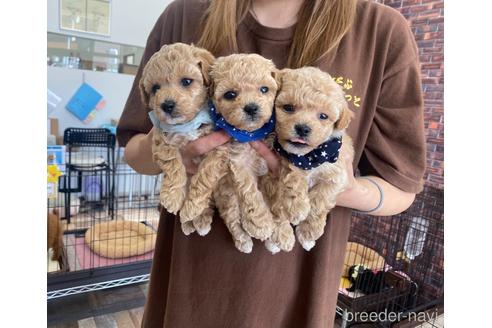 販売中の香川県のビションプー:ビションフリーゼ×トイプードル-242474