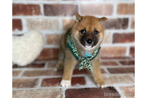 成約済の福岡県の豆柴-242511の7枚目