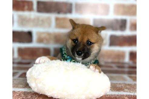 成約済の福岡県の豆柴-242511の8枚目