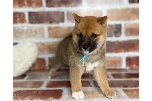 成約済の福岡県の豆柴-242511の2枚目