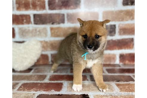 成約済の福岡県の豆柴-242511の3枚目