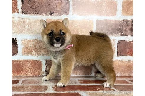 成約済の福岡県の豆柴-242511の4枚目