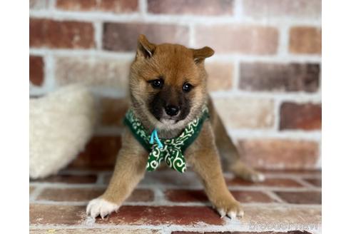 成約済の福岡県の豆柴-242511の1枚目