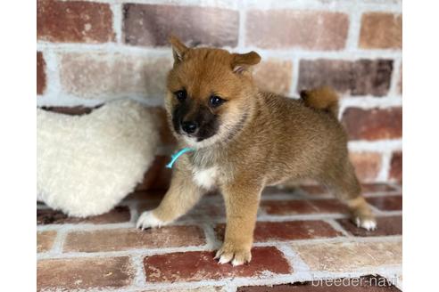 成約済の福岡県の豆柴-242511の5枚目
