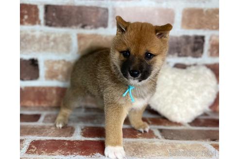 成約済の福岡県の豆柴-242511の6枚目