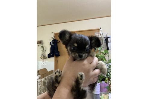 販売中の千葉県のチワワ(ロングコート)-241068