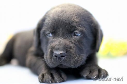 成約済の埼玉県のラブラドールレトリーバー-242541の1枚目