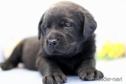 成約済の埼玉県のラブラドールレトリーバー-242541の5枚目