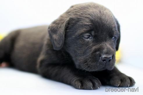 成約済の埼玉県のラブラドールレトリーバー-242541の4枚目