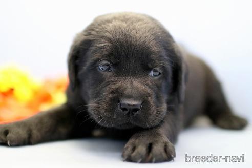 成約済の埼玉県のラブラドールレトリーバー-242541の3枚目