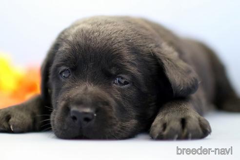 成約済の埼玉県のラブラドールレトリーバー-242541の2枚目