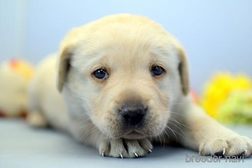 成約済の埼玉県のラブラドールレトリーバー-242543の1枚目