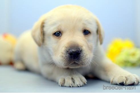 成約済の埼玉県のラブラドールレトリーバー-242543の5枚目