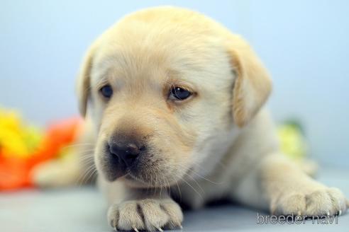 成約済の埼玉県のラブラドールレトリーバー-242543の4枚目