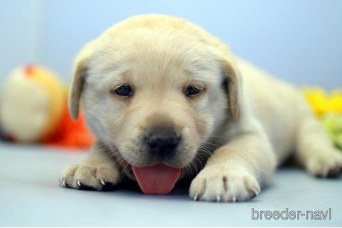 成約済の埼玉県のラブラドールレトリーバー-242543の3枚目