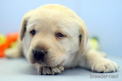 成約済の埼玉県のラブラドールレトリーバー-242543の2枚目